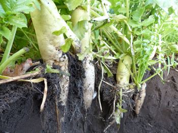 Radise Deeptill C 15kg